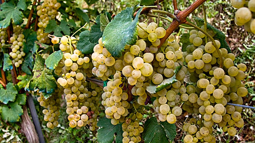 FALANGHINA