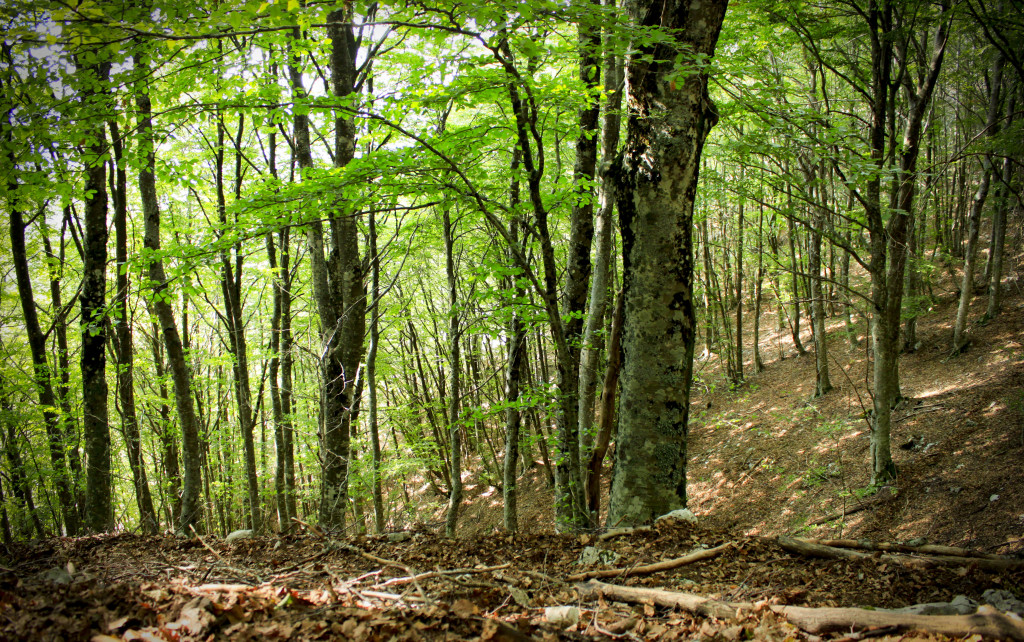 Particolare_della_foresta_di_faggi_-_Parco_Naturale_dei_Monti_Aurunci