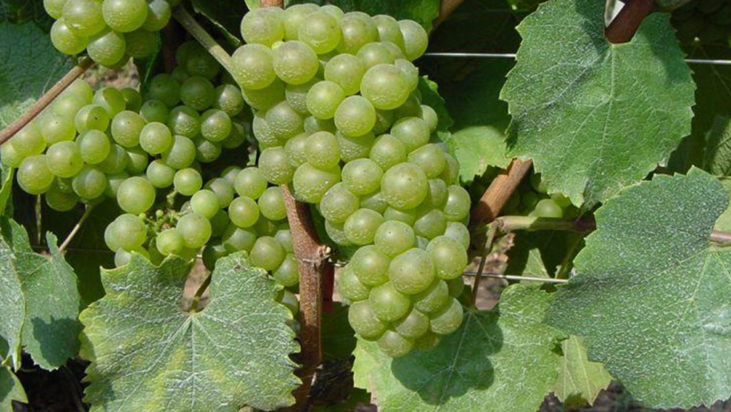 trebbiano toscano