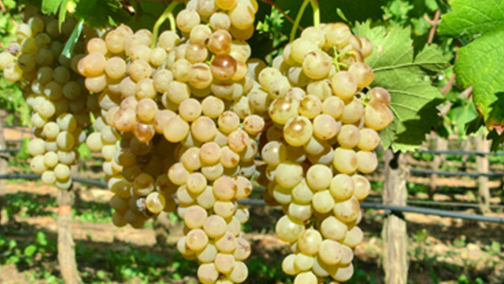 vermentino