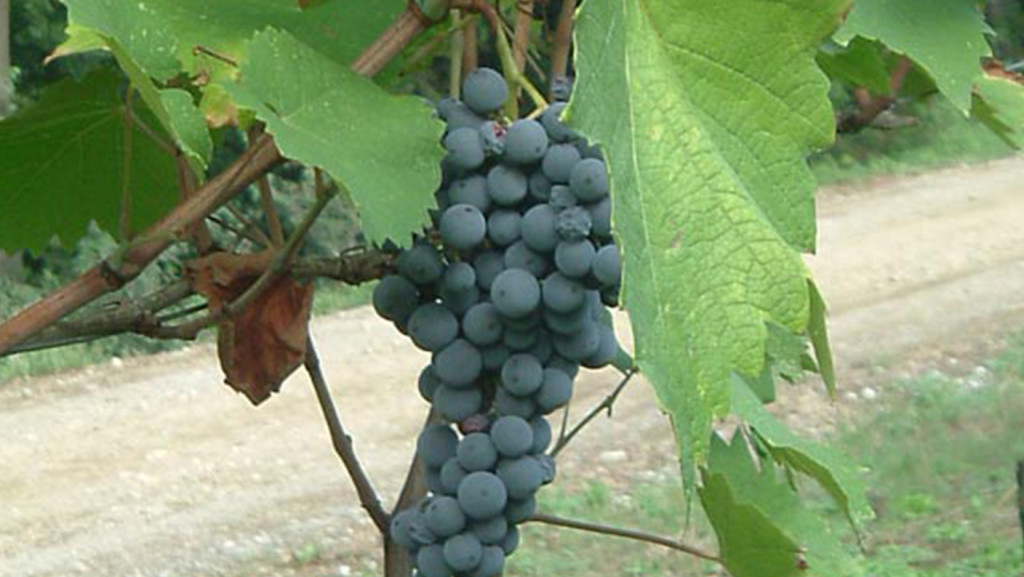 BARBERA