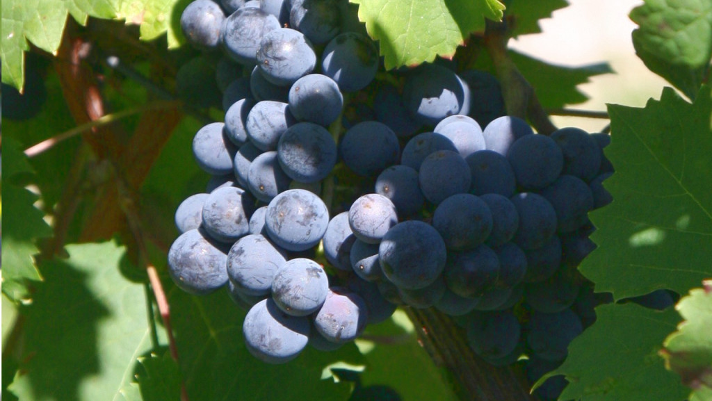 CABERNET_FRANC