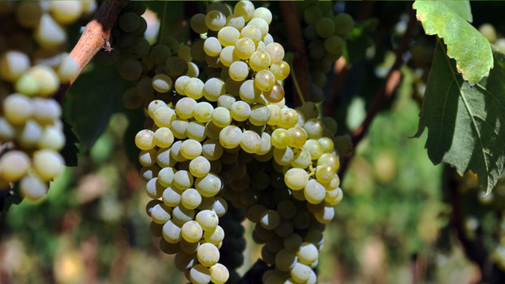 FIANO_AROMATICO