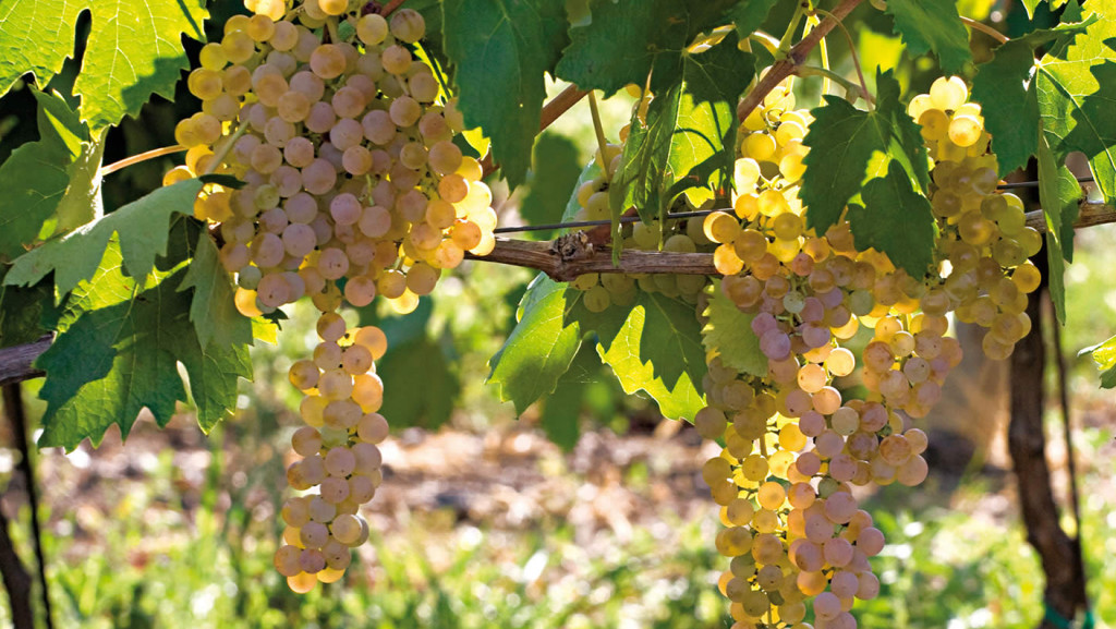 GARGANEGA