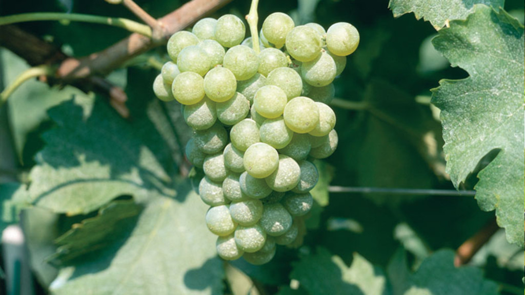 semillon